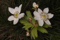Anemone polyanthes